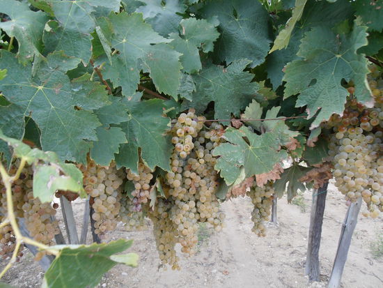 Es gibt hier nicht nur rote, sondern auch weiße Trauben