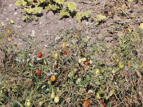 als "Abfallprodukt" am Straßenrand Mini-Flaschentomaten