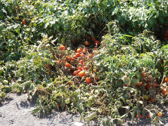 dafür auf der anderen Seite, ganze Felder