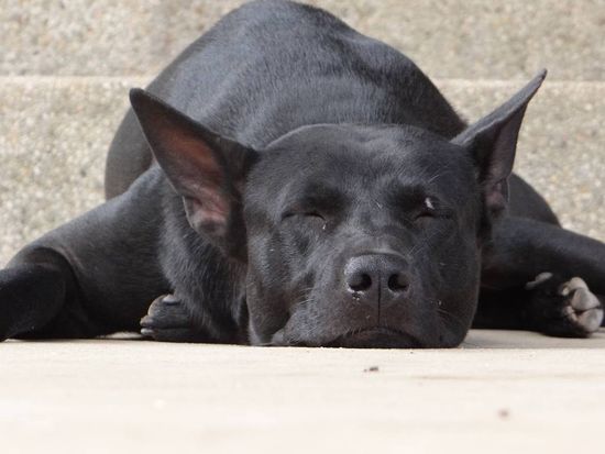 Die Hitze ist echt ermüdent...