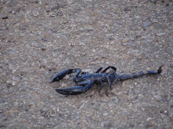 Der Scorpion...