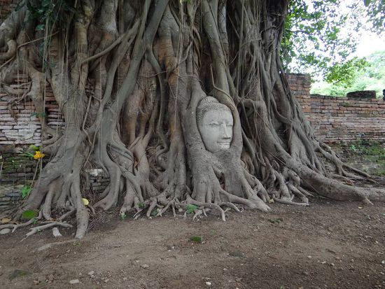 ein sehr heiliger Ort, ein im Baum eingewachsener Buddhakopf