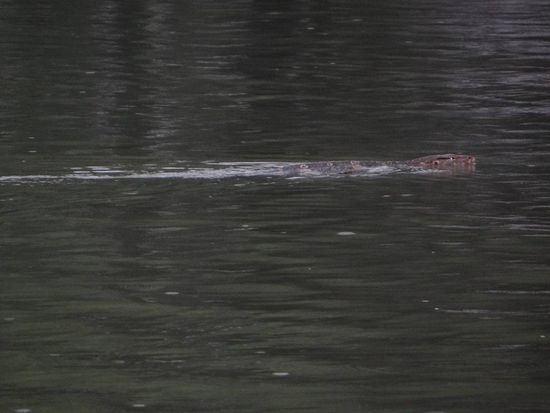 Dieses Tier löste die Panik aus, wirkt wie eine Schlange...