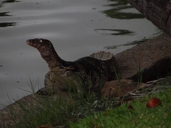 War aber doch nur ein Varan 