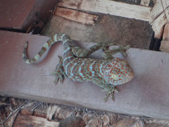 unser neuer Nachbar...