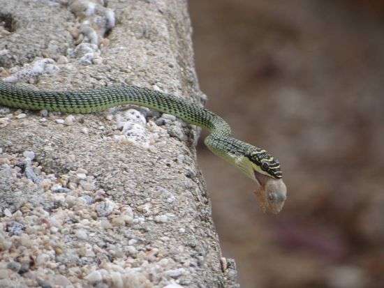 Ein Tier in Tier Motiv 