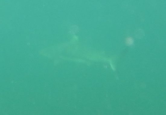 Leider war an dem Tag das Wasser trübe aber man kann den Hai erkennen