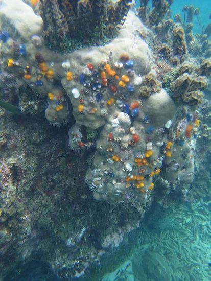 They call them "Christmas Trees"