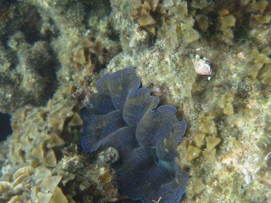 Eine offene Muschel...