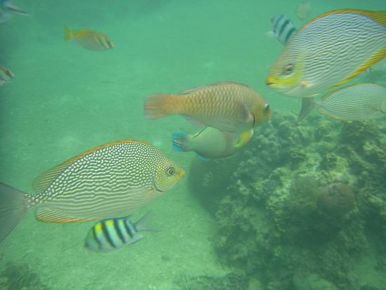 Das war die kleine Auswahl an Unterwasserbildern... Danke Stefan für den Tip mit der Kamera...