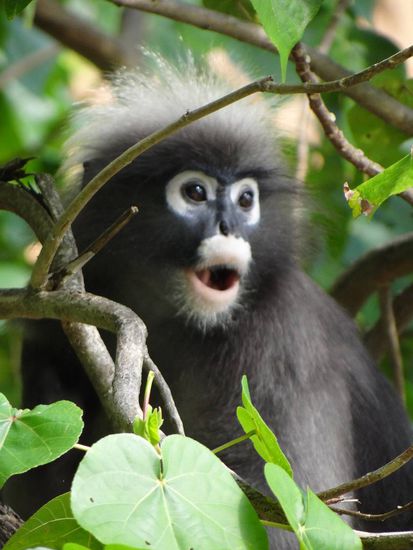 Einer der Brillenaffen