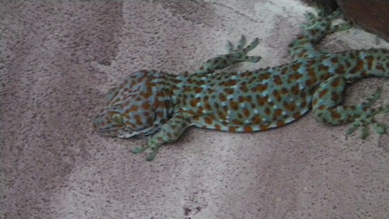 Gecko..Gecko..Gecko..