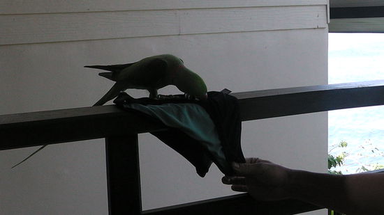 incl. Papagei, der alles geklaut hat, was nicht Nied und Nagelfest war... Vorallem Zigaretten und Feuerzeuge...