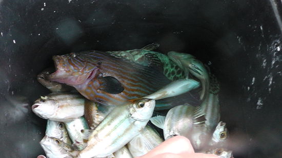 Das war dann unsere ausbeute... Nix Baracuda... nur kleine Fischies