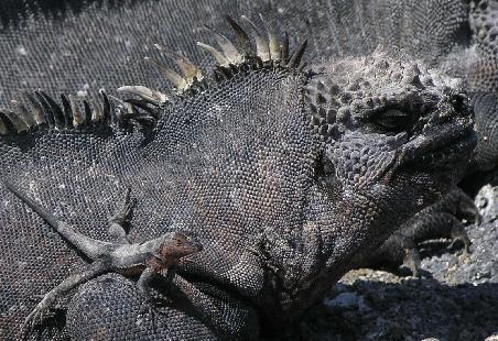 Lava-Eidechse klein auf Meeres-Iguana gross