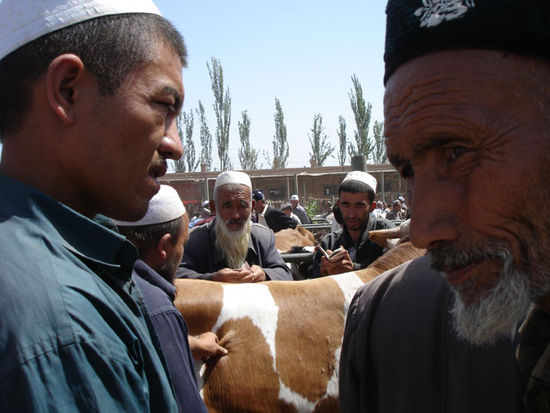 Kashgar - Life Stock Market, d.h. animal market. Kühe, Rinder, Schafe, Pferde können ge- und verkauft werden.