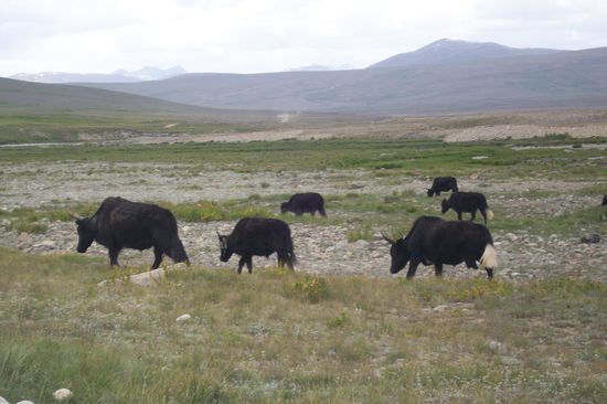 Yaks finde ich immer wieder faszinierend.