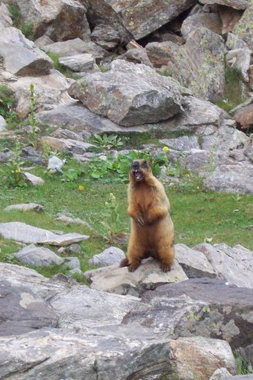 Ein Murmeltier ruft seinen Verwandten zu: Achtung, alles weg! Gefahr im Verzug. Frau im Anzug - und dann noch eine Außerirdische! Oh Gott oh Gott!