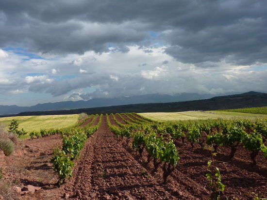 Weinfelder in der Region Rioja
