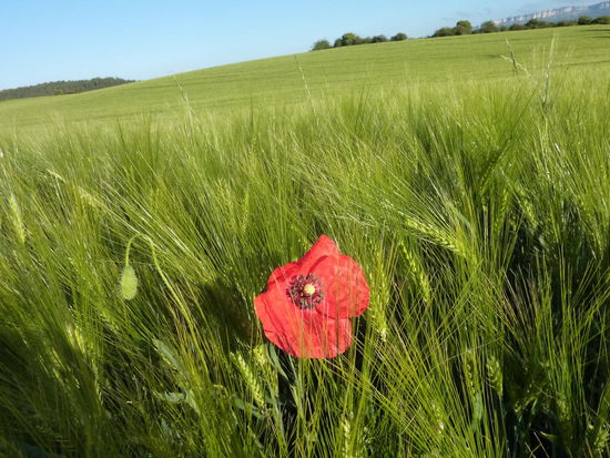 Endlose Weizenfelder