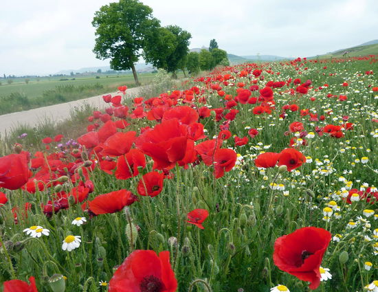Auf dem Weg nach Castrojeriz
