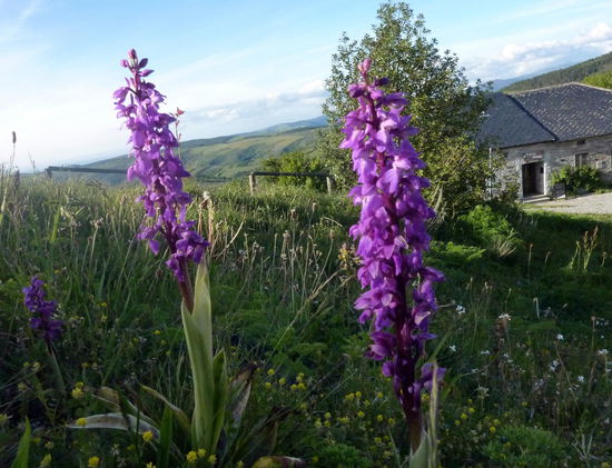 Orchideen in O`Cebreiro