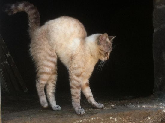 Alle Tiere am Jakobsweg habe ich als freundlich und friedlich erlebt.