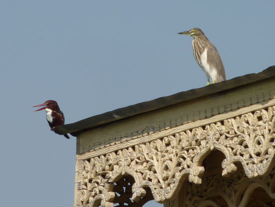 Eisvögel und Reiher gleich nebenan