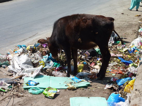 Ein normales Bild in Indien