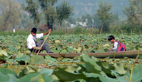 Lotos, leider war im September die Blütezeit vorbei.
