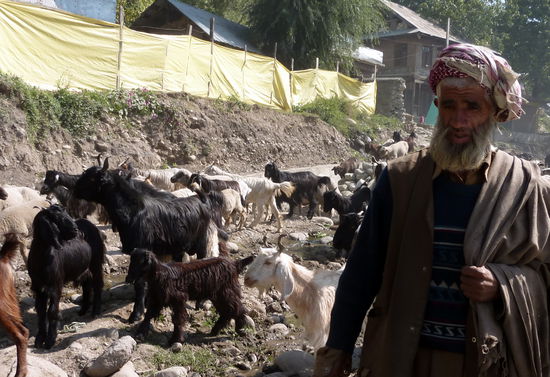 Ende September treiben die Hirten ihre Herden in die Täler