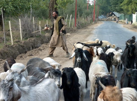 Eine Ziegenherde auf dem Weg ins Tal