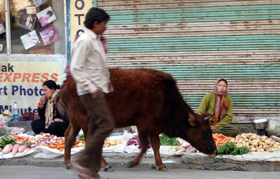 Ein Kuh spaziert auf der Hauptgeschäftsstraße.
